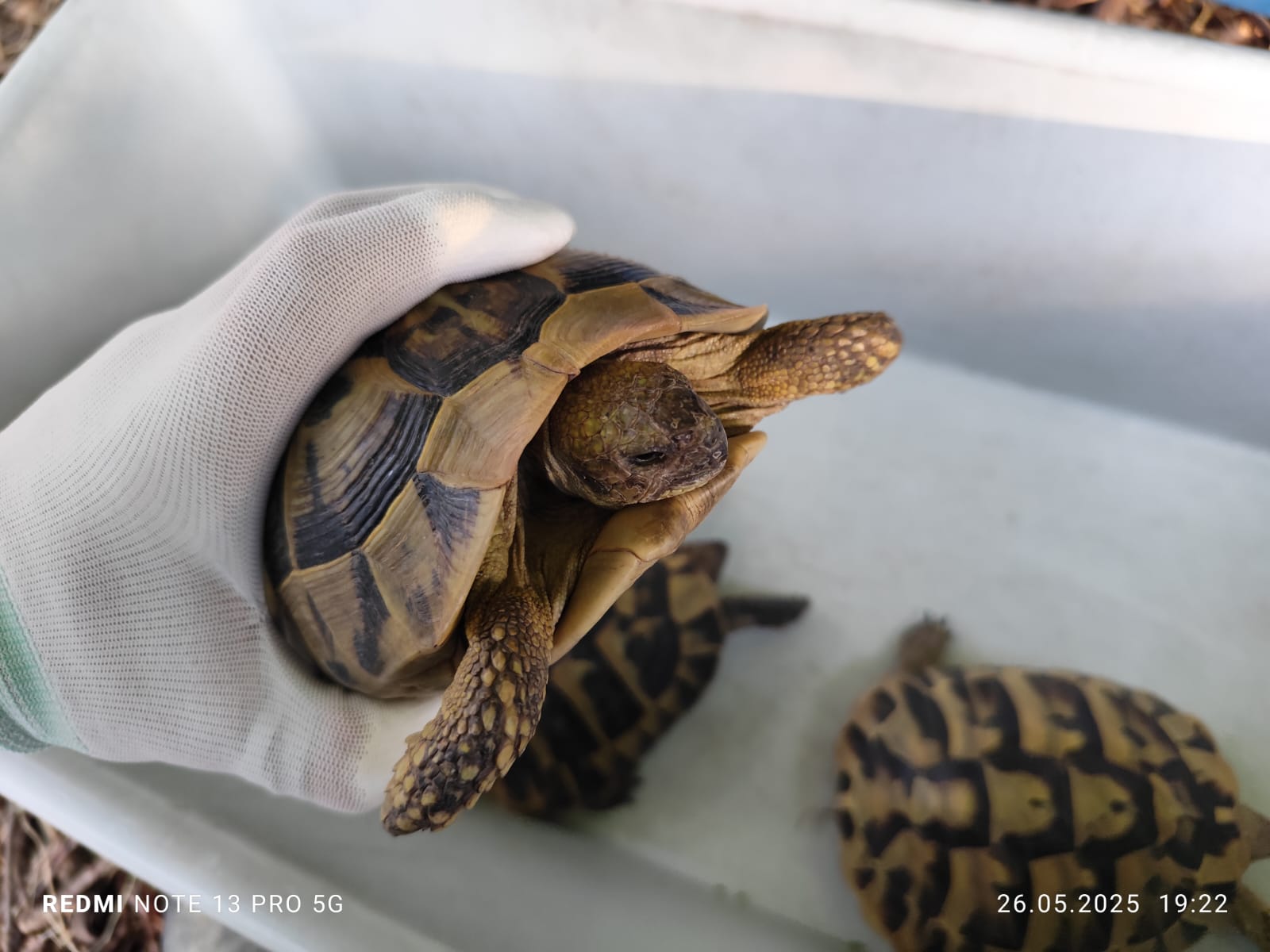 Testudo Hermanni Tortoises 